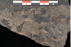 Foto (Detailansicht) von Clathropteris platyphylla Goeppert (NHMW-GEO-2024-0188-10513)